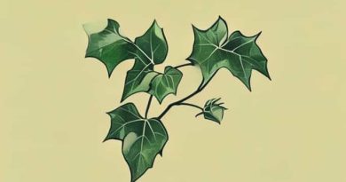 Is Virginia Creeper Poisonous