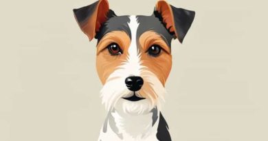 Jack Russell Cross Yorkie