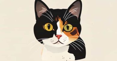 Japanese Bobtail Tortoiseshell Cat