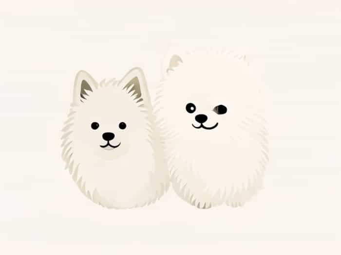 Japanese Spitz X Poodle