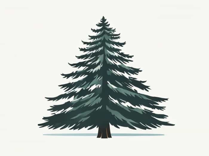 Jubilee Weeping Alaskan Cedar