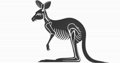 Kangaroo Flat X Ray