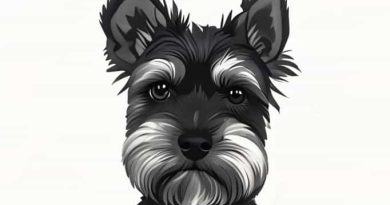 Yorkie Schnauzer Mix Puppy