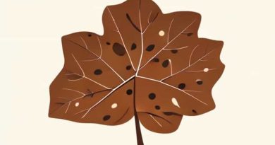 Brown Spots On Fiddle Leaf Fig