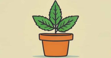 Can A Pothead Be A Good Parent