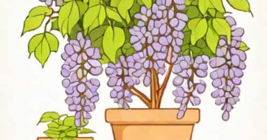 Can You Grow Wisteria In A Pot