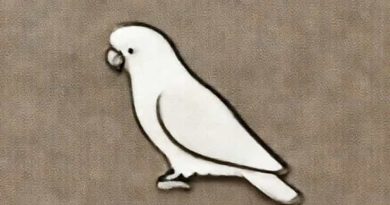 Cockatoo Lifespan In Captivity