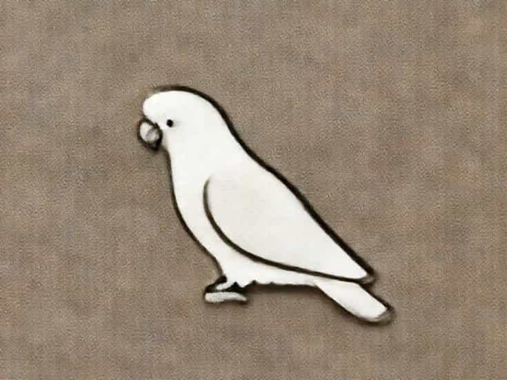 Cockatoo Lifespan In Captivity