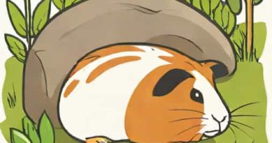 Do Guinea Pigs Live In The Wild