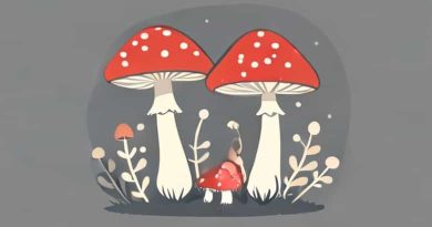 Do Mushrooms Need To Be Washed