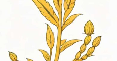 Ergot Of Bajra Causal Organism