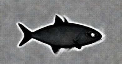 Features Of Cartilaginous Fish