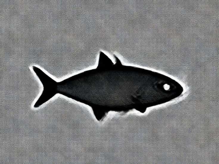 Features Of Cartilaginous Fish