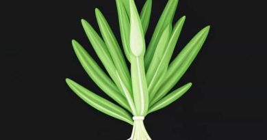 Fennel What Does It Taste Like