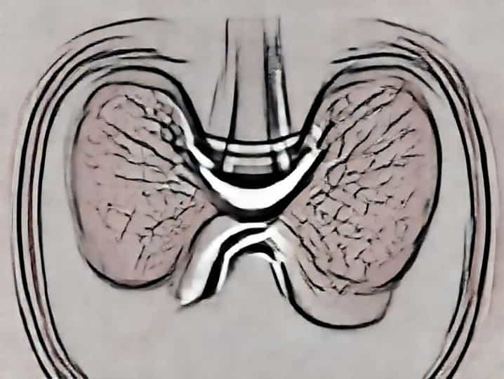 Histology Of Parathyroid Gland