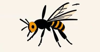 How Do You Get Stung By A Wasp