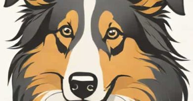 How Much Is A Miniature Collie