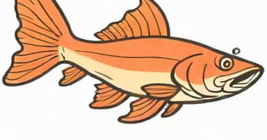 How Much Is A Red Tail Catfish