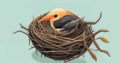 How To Take Care Of A Nestling