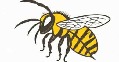 I Was Stung By A Yellow Jacket