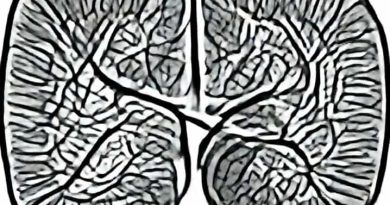 Insular And Cingulate Cortices
