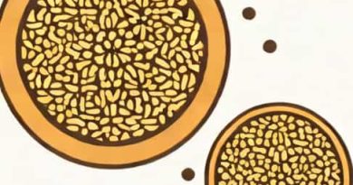 Is Ajwain And Carom Seeds Same