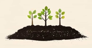 Kinds Of Soil Suited For Trees