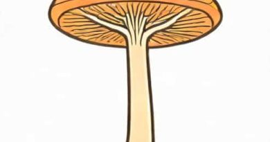 Lobate Gm For Fungal Infection