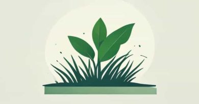 Overseeding After Pre Emergent