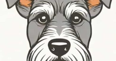 Quanto Tempo Vive Um Schnauzer