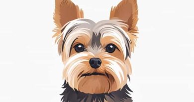 Video On How To Groom A Yorkie