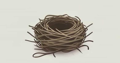 What Does A Nestling Look Like