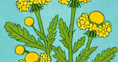 What Does Blue Tansy Smell Like