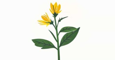 What Is St John'S Wort Used For