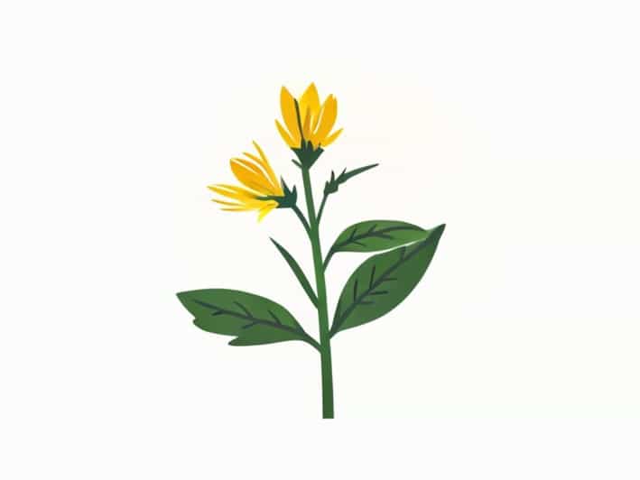 What Is St John'S Wort Used For
