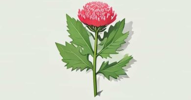 What Is The Meaning Of Burdock