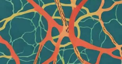 Capillaries That Surround The Proximal Convoluted Tubules Are