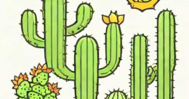 Explain How And Why Cacti Perform Cam Photosynthesis