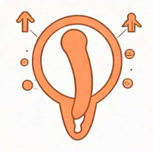 Explain The Phallic Stage In Psychosexual Development