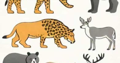 Four Species Of Animals That Are Not Gregarious