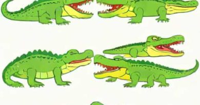 How Difference Between Alligator And Crocodile