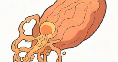 Is Mycosis Fungoides Caused By A Fungal Infection