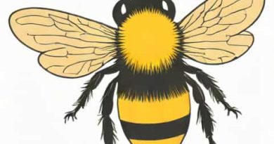 Nikolai Rimsky Korsakov Flight Of The Bumblebee