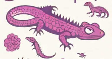 Purple Lizard Loganberry Where To Buy Near Me