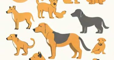Qualifications Needed To Be An Animal Behaviorist