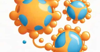 Relationship Between Nucleolus And Ribosomes