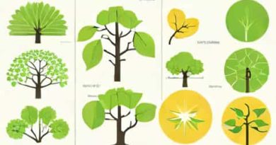 Schematically Represent The Life Cycle Of Angiosperms