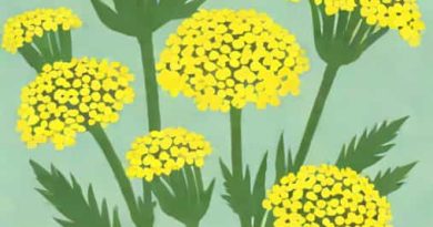 Achillea X Moonshine Yarrow