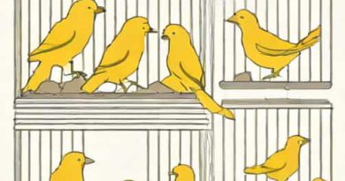 Breeding Cages For Canaries