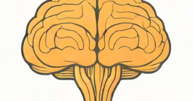 Cerebellum Has Very Convoluted Surface
